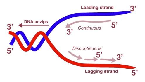 DNA Replication Chapter Notes | Biochemistry - NEET PG