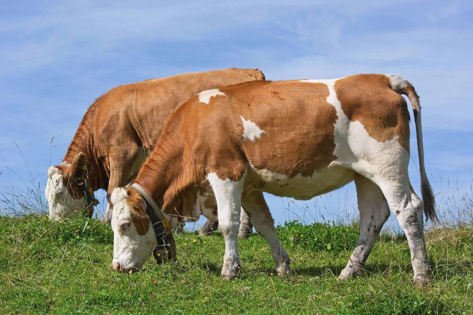 Class 7 Science Chapter 2 HOTS Questions - Nutrition in Animals