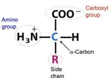 Chemistry and Metabolism of Amino Acids - 1 | Biochemistry - NEET PG