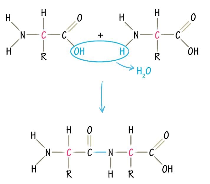 Proteins - 1 Chapter Notes | Biochemistry - NEET PG