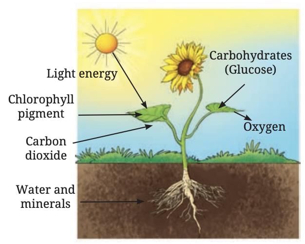 Life Processes in Plants Class 7 Notes Science Chapter 10 Free PDF