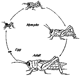 Pests and diseases and their mode of action - Plant Protection Measures, Crop Production | Crop Production Notes- Agricultural Engineering