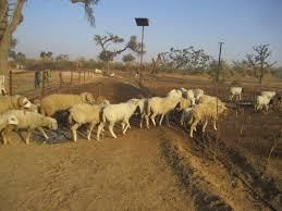 Sheep in Rajasthan | RPSC Preparation: All subjects - RPSC RAS (Rajasthan)