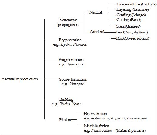 Important,Chapter,Notes,Reproduction,Class,10th,Science