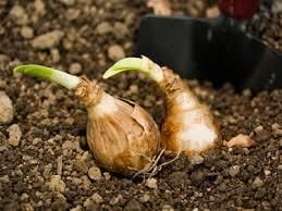Reproduction in flowering plants | Year 5 Science - Class 5