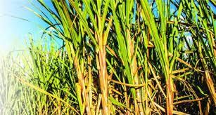 Agriculture - 1 Class 4 Worksheet SST