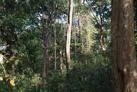 Forest in Rajasthan | RPSC Preparation: All subjects - RPSC RAS (Rajasthan)