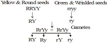 Important,Chapter,Notes,Genetics,Class,10th,Science