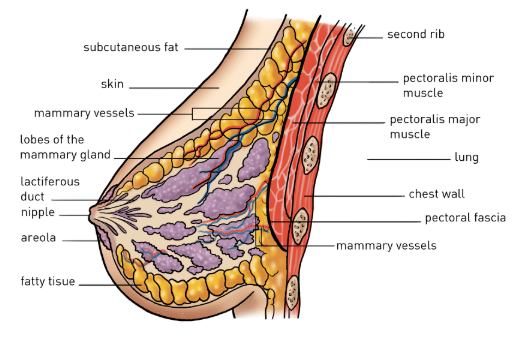 Fig: Mammary Gland