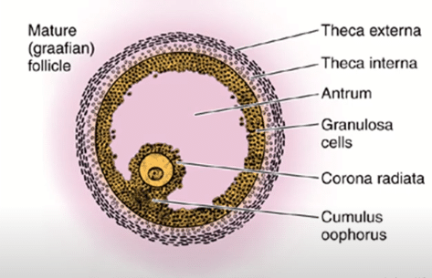 Fig: Graafian follicle