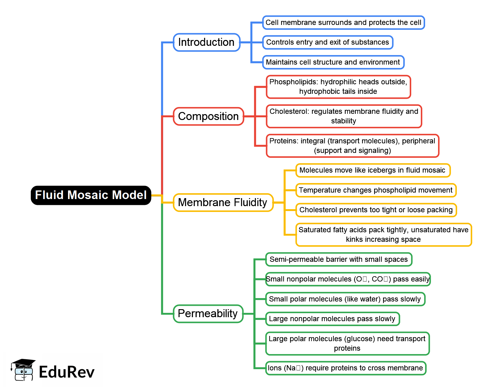 Mind Map: Fluid Mosaic Model