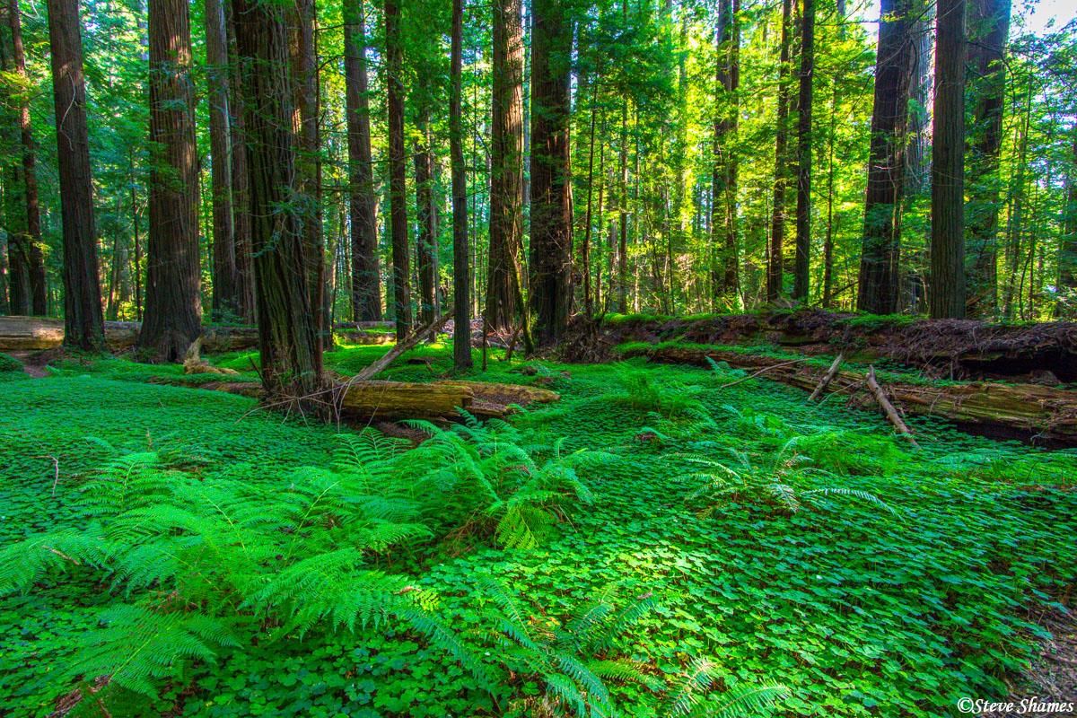 Class 7 Science Chapter 12 HOTS Questions - Forests - Our Lifeline
