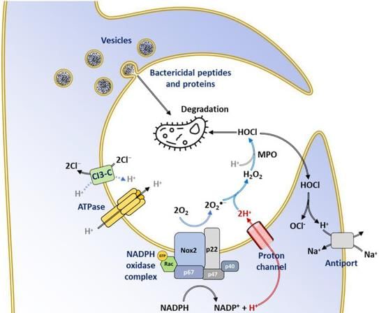 Inflammation Chapter Notes | Pathology - NEET PG