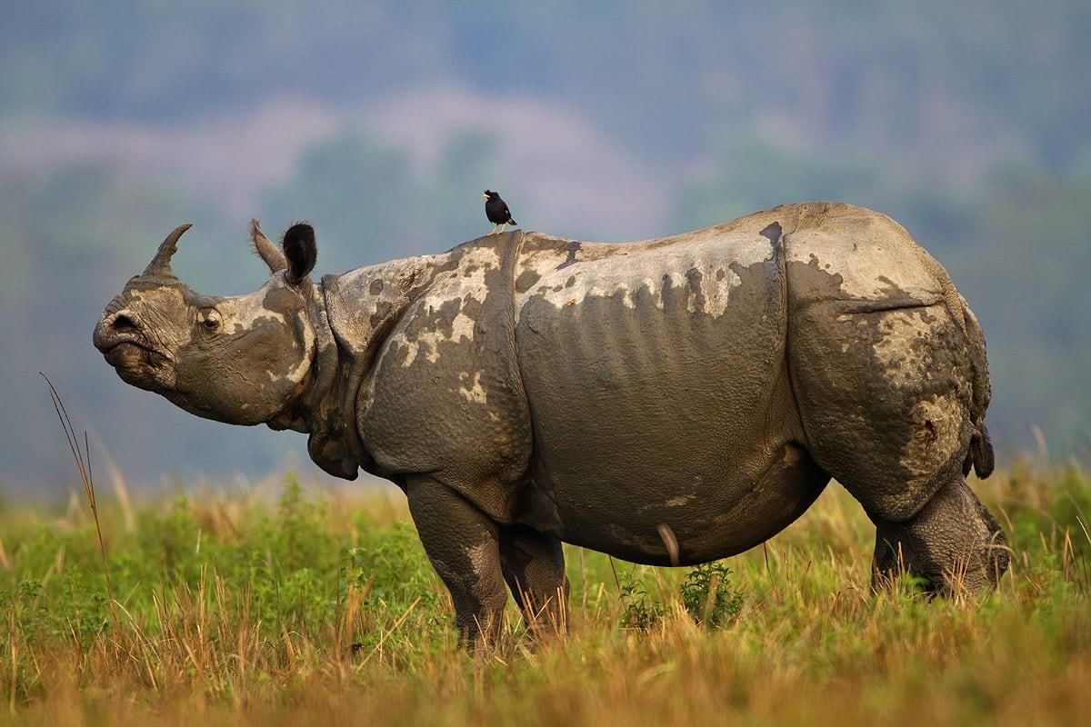 Class 7 Geography Question Answers - Human Environment Interactions - The Tropical and Subtropical Region