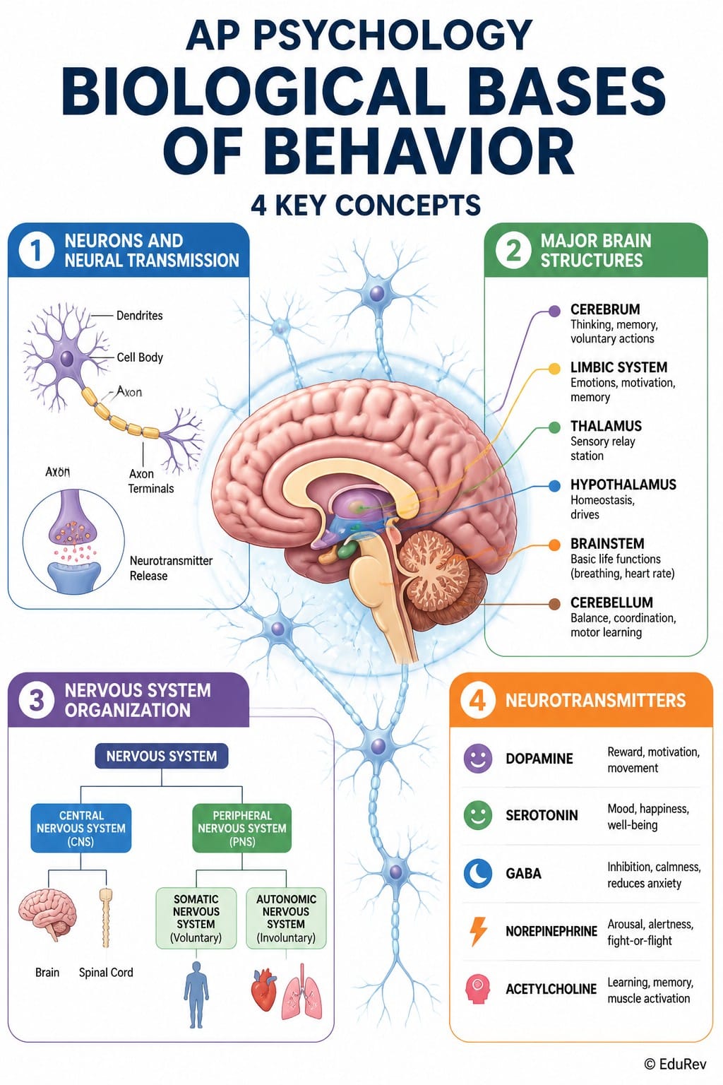 Infographics Biological Bases of Behavior - AP Psychology - Grade 11