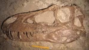 What can fossils tell us? | Year 6 Science