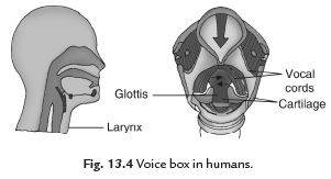 NCERT Solutions for Class 8 Science Chapter 11 - Sound
