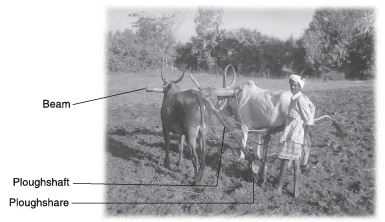 Short Answers - Crop Production and Management, Science, Class 8
