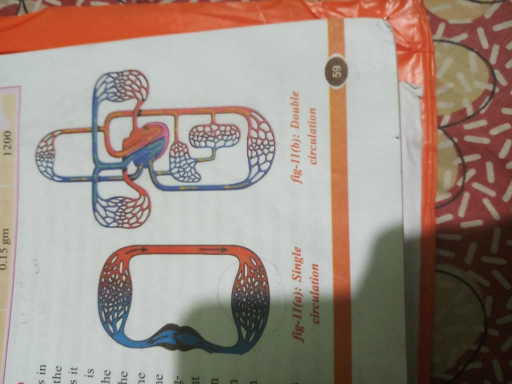 Double circulation - Class 10