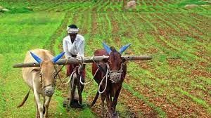 Agriculture - 1 Class 4 Worksheet SST