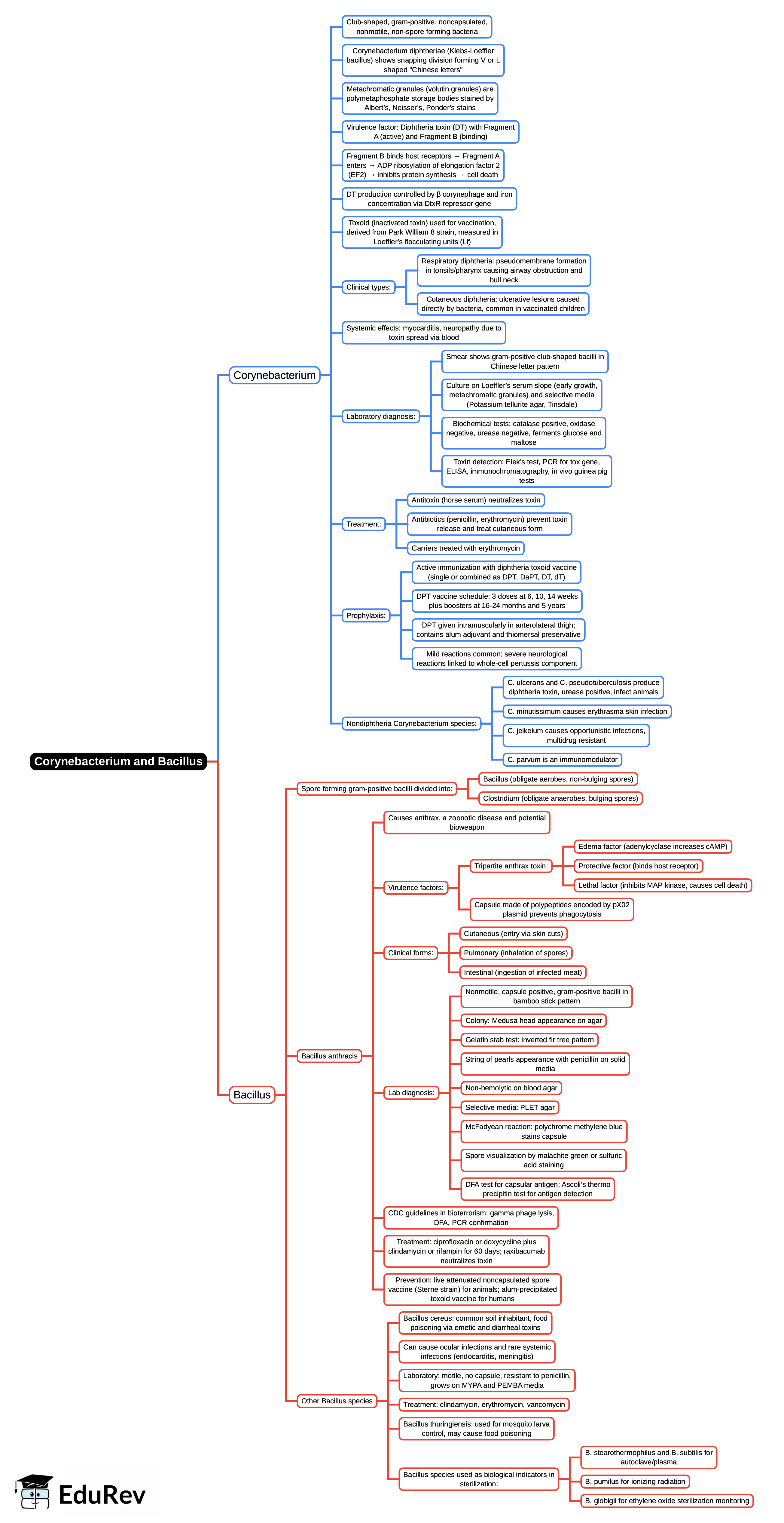 Mind Map: Corynebacterium and Bacillus | Microbiology - NEET PG