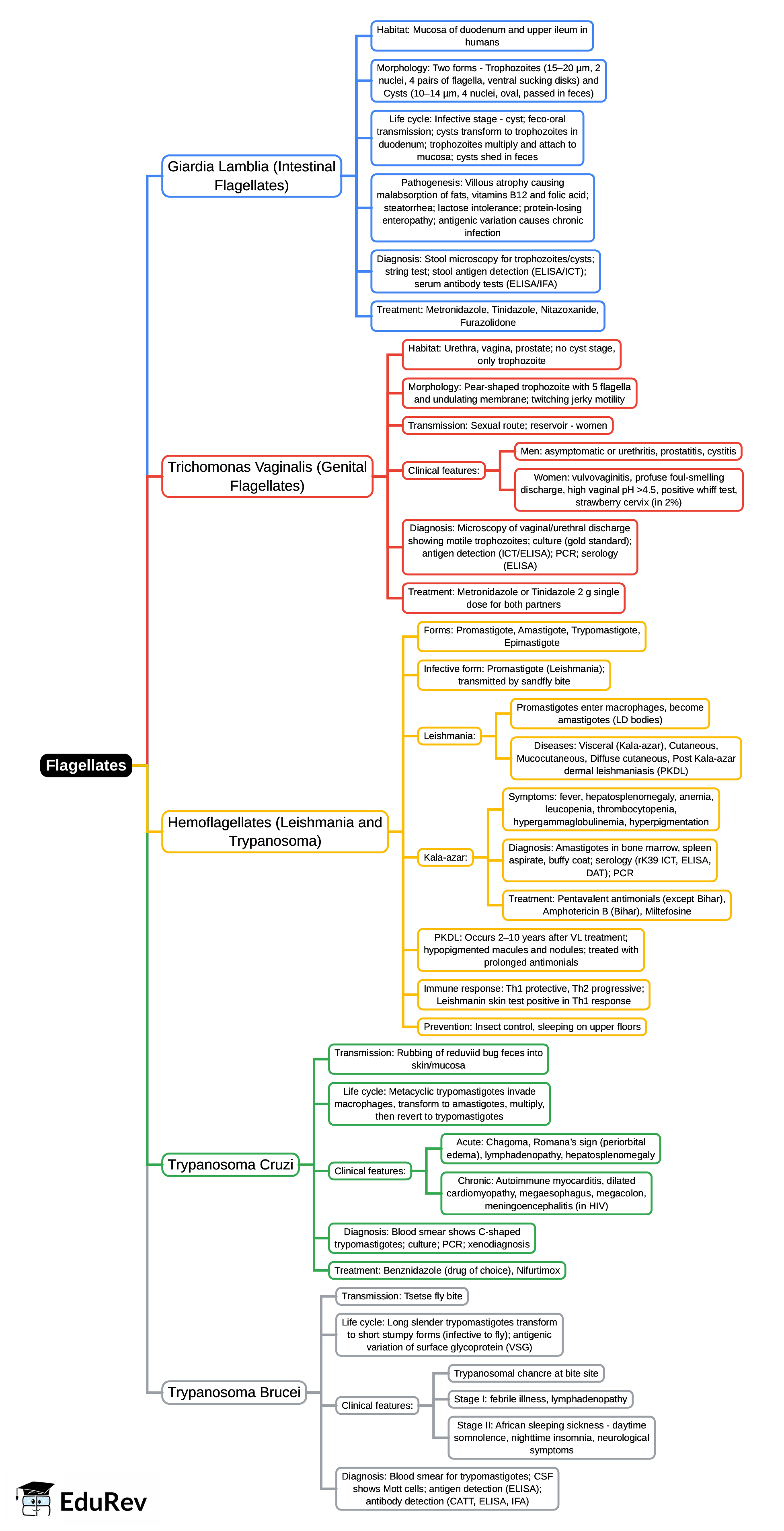 Mind Map: Flagellates | Microbiology - NEET PG