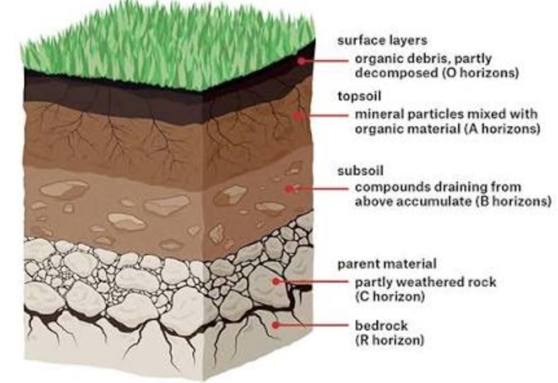 Class 7 Science Question Answers - Soil