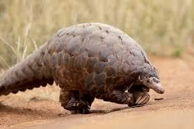 Goa: Wild life and Ecotourism | Goa State PSC (GPSC) Preparation - GPSC (Goa)
