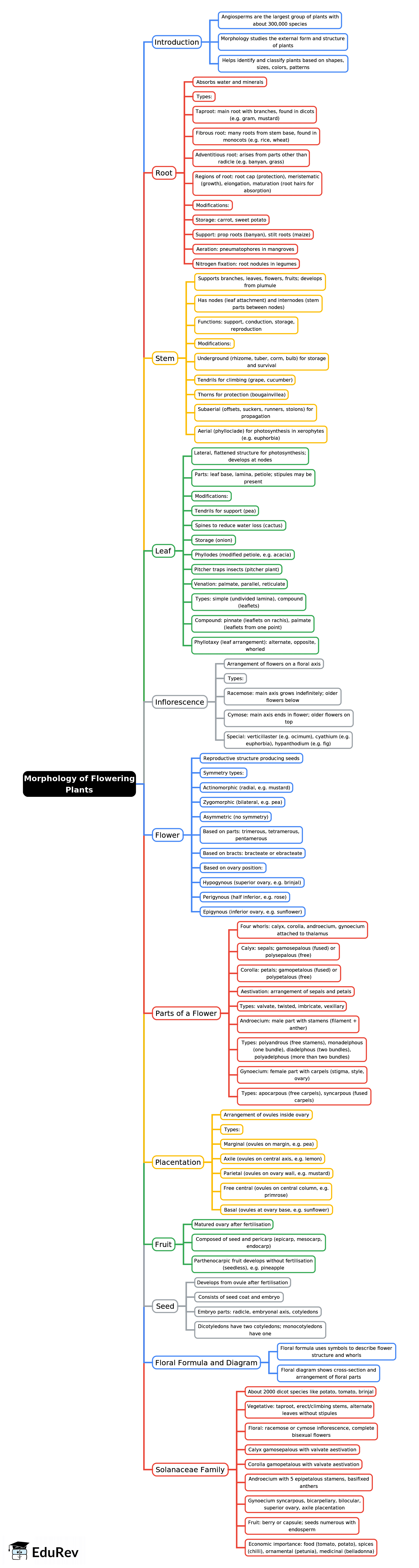 Mind Map: Morphology of Flowering Plants - NEET