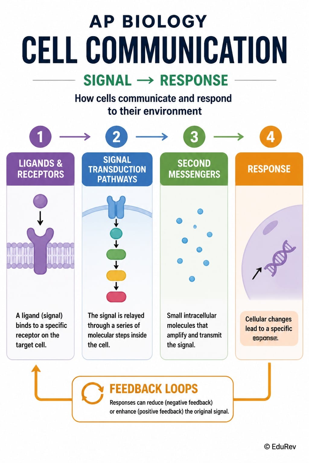 Infographic Cell Communication - AP Biology - Grade 10