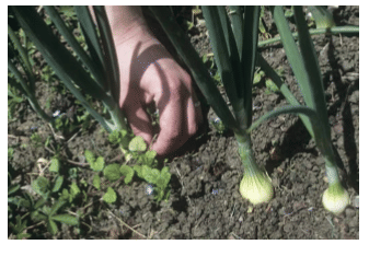 Physical & Cultural Methods of Weed Control - Modern Techniques of Raising Field & Horticultural Cro | Crop Production Notes- Agricultural Engineering