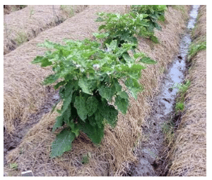Physical & Cultural Methods of Weed Control - Modern Techniques of Raising Field & Horticultural Cro | Crop Production Notes- Agricultural Engineering