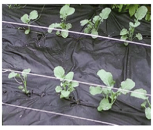 Physical & Cultural Methods of Weed Control - Modern Techniques of Raising Field & Horticultural Cro | Crop Production Notes- Agricultural Engineering