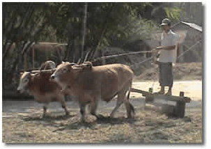 Threshing methods - Harvest and Post Harvest Operations, Crop Production | Crop Production Notes- Agricultural Engineering