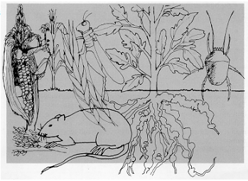 Pests and diseases and their mode of action - Plant Protection Measures, Crop Production | Crop Production Notes- Agricultural Engineering