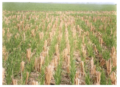 Modern tillage practices - Tillage Practices and Soil Management, Crop Production | Crop Production Notes- Agricultural Engineering
