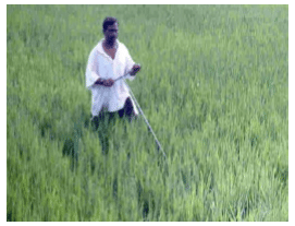 Physical & Cultural Methods of Weed Control - Modern Techniques of Raising Field & Horticultural Cro | Crop Production Notes- Agricultural Engineering