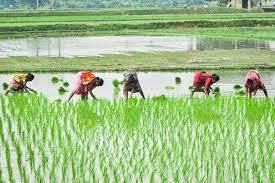 Agriculture - 1 Class 4 Worksheet SST