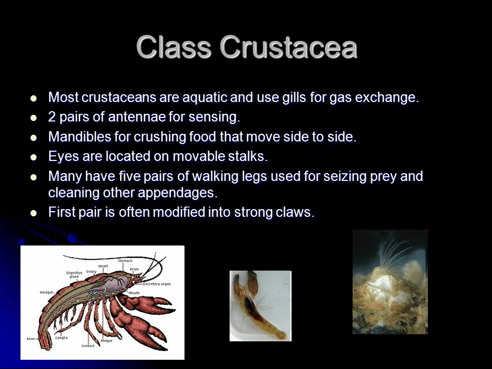 Classification of phylum Arthropoda - NEET PDF Download
