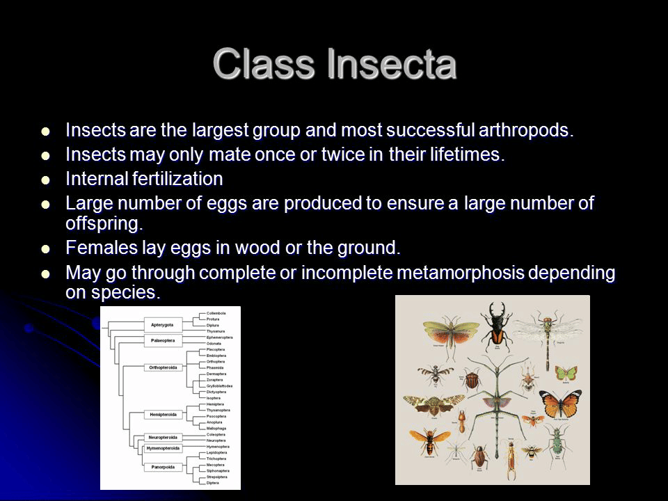 Classification of phylum Arthropoda - NEET PDF Download
