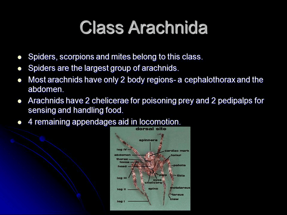 Classification of phylum Arthropoda - NEET PDF Download