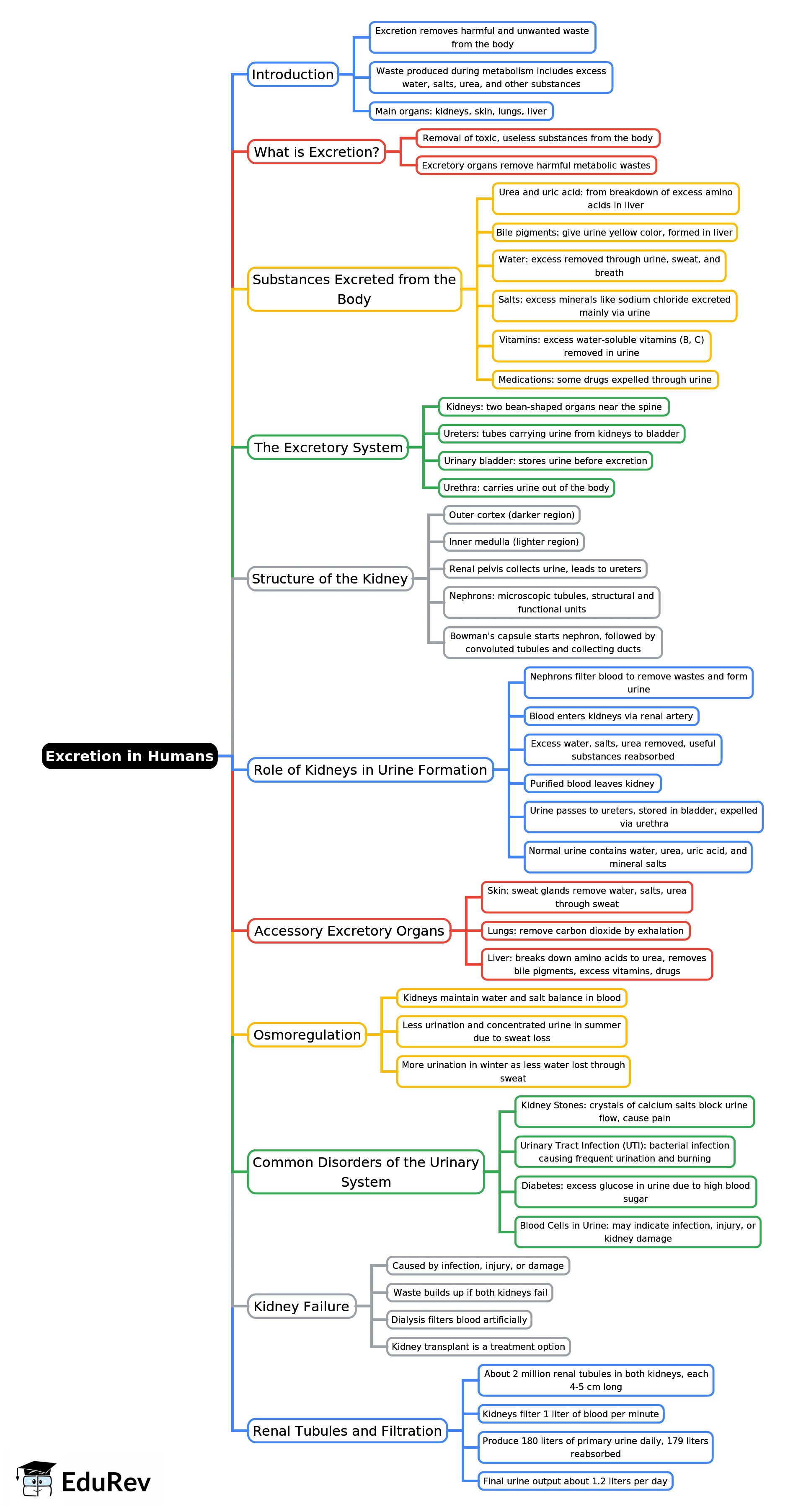 Mind Map: Excretion in Humans | Biology Class 7 ICSE