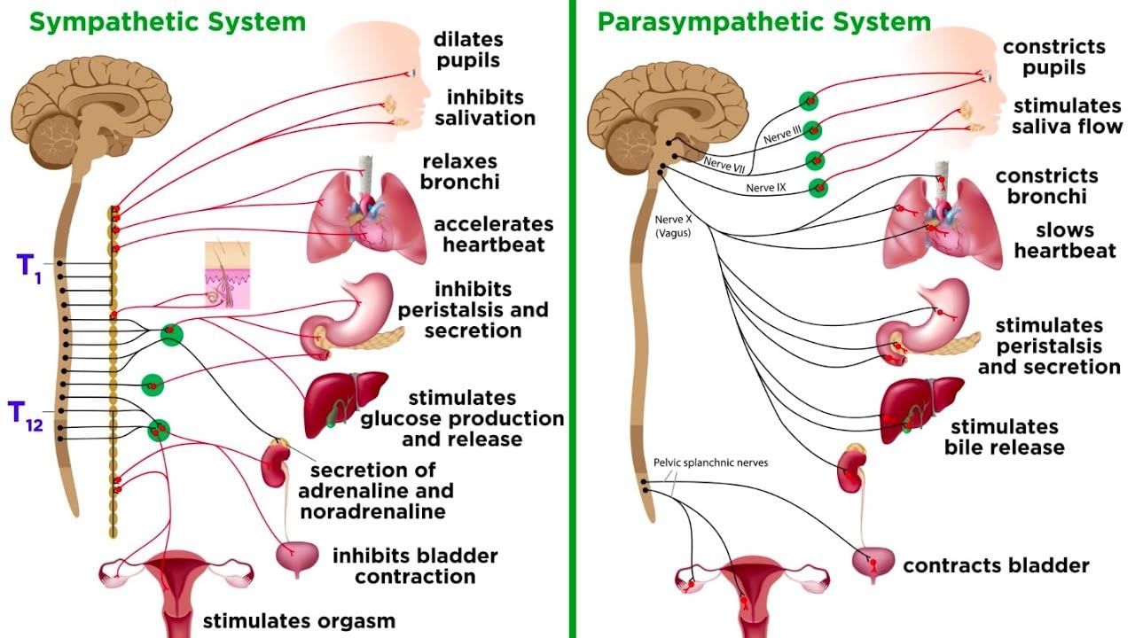 Human Neural System | Biology Class 11 - NEET
