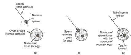 Solution of How do organisms Reproduce (Page No - 1 69- Biology by Lakhmir Singh, Class 10