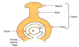 Solution of How do organisms Reproduce (Page No - 1 69- Biology by Lakhmir Singh, Class 10