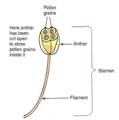 Solution of How do organisms Reproduce (Page No - 1 69- Biology by Lakhmir Singh, Class 10