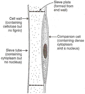 Solution of Life Processes (Page No - 72 (Part - 2))- Biology by Lakhmir Singh, Class 10