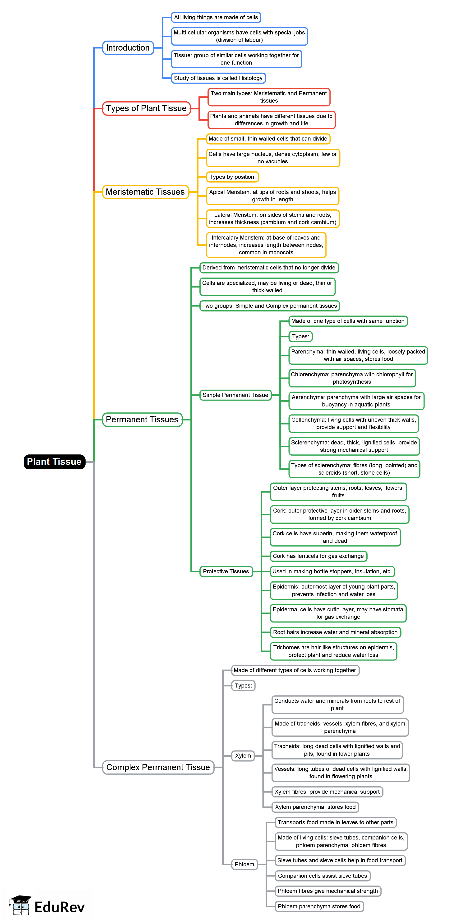 Mind Map: Plant Tissue