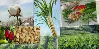 Rajasthan - Horticulture | RPSC Preparation: All subjects - RPSC RAS (Rajasthan)