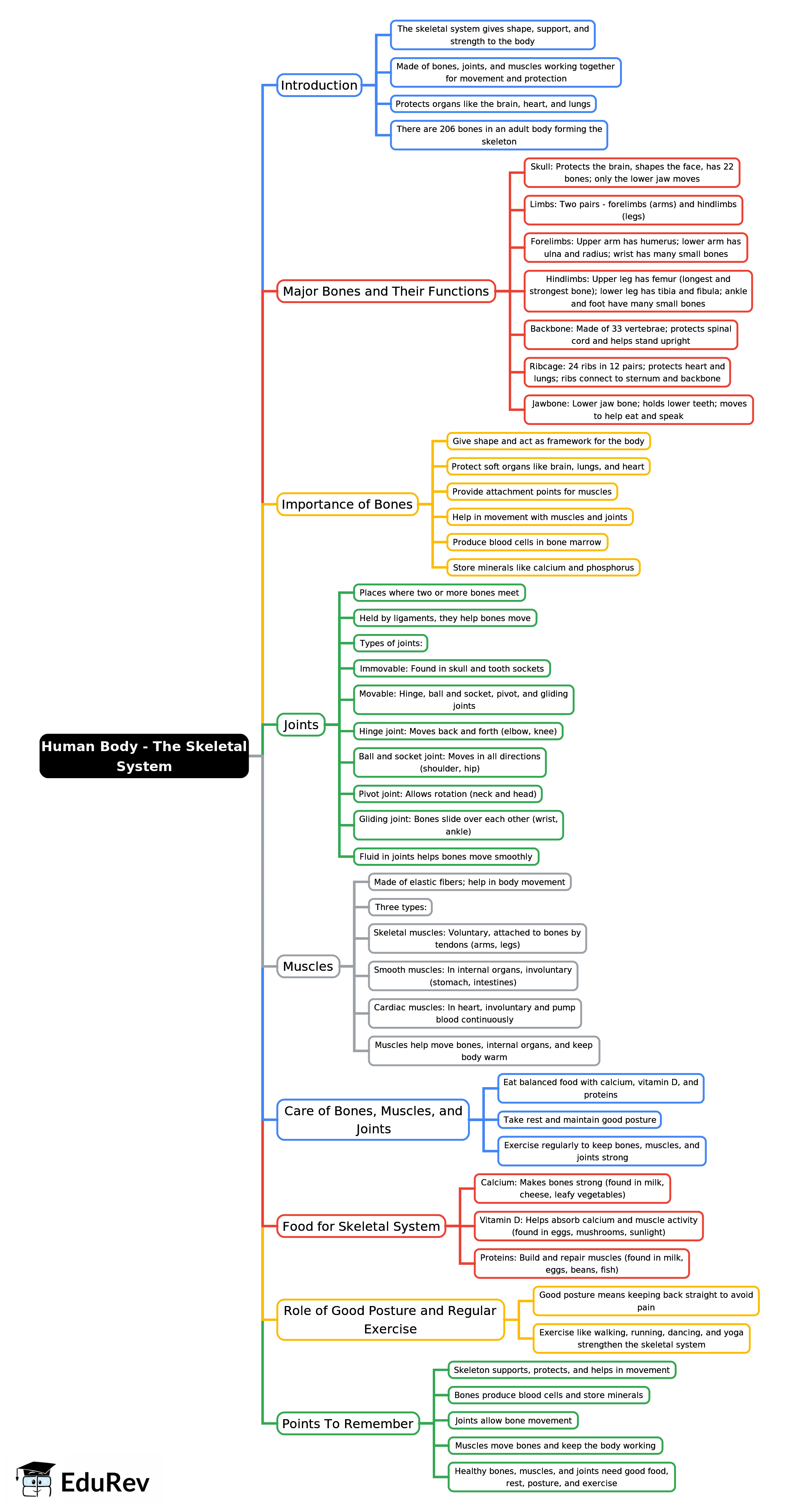 Mind Map: Human Body - The Skeletal System | Science Class 5 ICSE